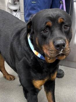 Rottweiler Dogs Available for Adoption - SUNNY | PetCurious