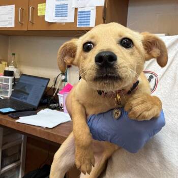 Chihuahua Dogs Available for Adoption in Birmingham, Alabama - Sassy | PetCurious