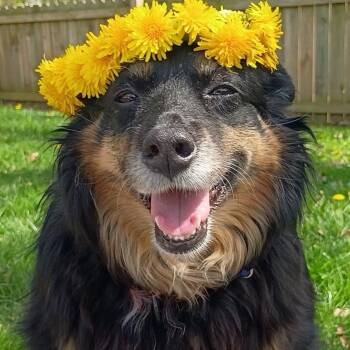 Australian Shepherd Dogs Available for Adoption in Grafton, Ohio - Rizzo | PetCurious