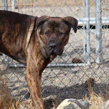 Bane -  Mastiff Dog for Adoption in Weaverville, California - Bane | PetCurious
