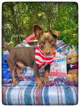 Half Pint -  Australian Kelpie and Dachshund Dog for Adoption in Sebring, Florida - Half Pint | PetCurious
