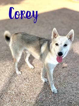 Rescue German Shepherd Dog Dogs for Adoption in Boerne, Texas - Corey | PetCurious