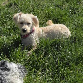 Mixed Breed Dogs Available for Adoption in Toms River, New Jersey - J