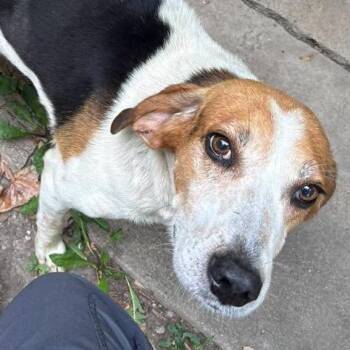 Ralph -  Coonhound Dog for Adoption in Bendena, Kansas - Ralph | PetCurious