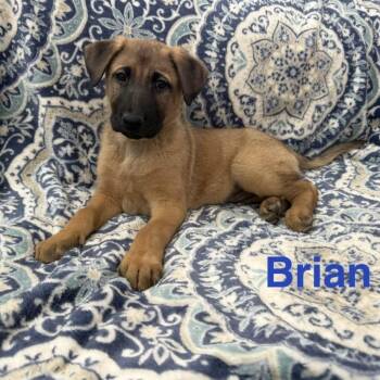 German Shepherd Dog Dogs Available for Adoption in Denver, Colorado - Mountain Strong Brian | PetCurious