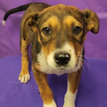 Mixed Breed Dogs Available for Adoption in North Myrtle Beach, South Carolina - Sonic | PetCurious