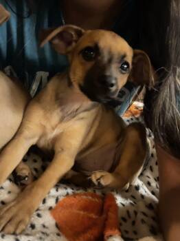 Poppy -  Chiweenie and German Pinscher Dog for Adoption in Gilbert, Arizona - Poppy | PetCurious