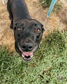 Rescue Mixed Breed Dogs for Adoption in Belleville, Michigan - Frannie | PetCurious