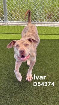 Pit Bull Terrier Dogs Available for Adoption in Clarksville, Tennessee - Ivar | PetCurious