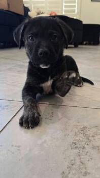 Mixed Breed Dogs Available for Adoption in Mesa, Arizona - George | PetCurious