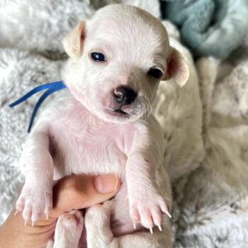 Chihuahua Dogs Available for Adoption in San Diego, California - Nemo_5 | PetCurious