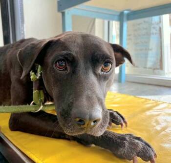 Precious -  Mixed Breed Dog for Adoption in St. Augustine, Florida - Precious | PetCurious