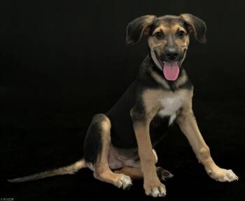 Murphy (Coming Soon) -  Mixed Breed Dog for Adoption in Bonifay, Florida - Murphy (Coming Soon) | PetCurious
