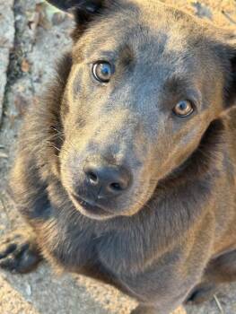 Labrador Retriever and Australian Kelpie Dogs Available for Adoption in Rutherfordton, North Carolina - Nora (Courtesy Post) | PetCurious