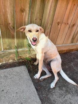 Maize Mouse -  Labrador Retriever Dog for Adoption in Statesboro, Georgia - Maize Mouse | PetCurious
