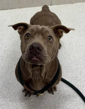 Jhazzy -  Staffordshire Bull Terrier and Mixed Breed Dog for Adoption in Honolulu, Hawaii - Jhazzy | PetCurious
