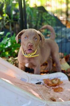 Orlok -  Chesapeake Bay Retriever and Spaniel Dog for Adoption in Duluth, Minnesota - Orlok | PetCurious