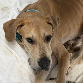 Moose -  Great Dane and Mixed Breed Dog for Adoption in Marshall, Texas - Moose | PetCurious
