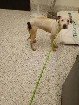 Spots -  Mixed Breed Dog for Adoption in Atlanta, Georgia - Spots | PetCurious