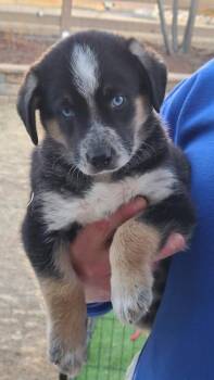 Australian Cattle Dog Blue Heeler Dogs Available for Adoption - Dundee | PetCurious