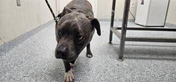SOX -  Pit Bull Terrier and Mixed Breed Dog for Adoption in Rowlett, Texas - SOX | PetCurious