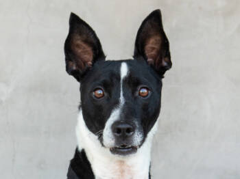 Rescue Mixed Breed Dogs for Adoption in Longmont, Colorado - Royce | PetCurious
