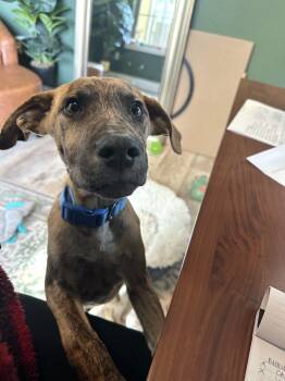 Rescue Dachshund and Labrador Retriever Dogs for Adoption in Denver, Colorado - Basil | PetCurious