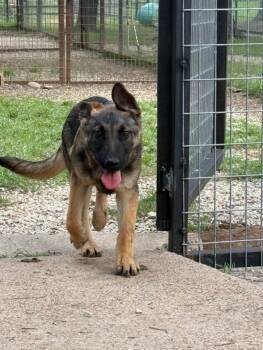German Shepherd Dog Dogs Available for Adoption in Brookfield, Connecticut - Apple | PetCurious
