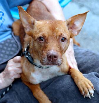 Valerie (AO37334) -  Terrier Dog for Adoption in Kansas City, Kansas - Valerie (AO37334) | PetCurious