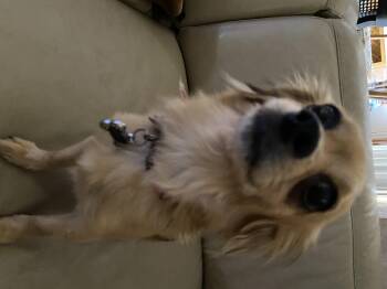 Rescue Papillon Dogs for Adoption in Moreno Valley, California - Pippy | PetCurious