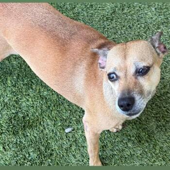 Tiny 7286 -  Mixed Breed Dog for Adoption in Loxahatchee Groves, Florida - Tiny 7286 | PetCurious