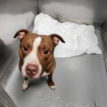 Mixed Breed Dogs Available for Adoption in Davenport, Iowa - Kane | PetCurious