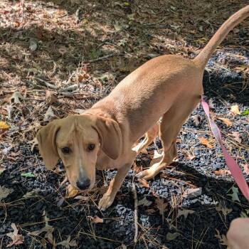 Giorgio -  Hound and Mixed Breed Dog for Adoption in Fredericksburg, Virginia - Giorgio | PetCurious
