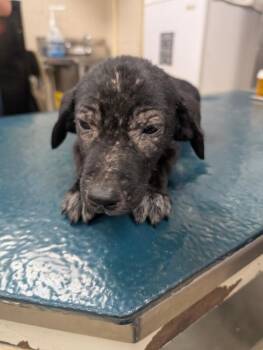Paisley -  Black Labrador Retriever Dog for Adoption in Mobile, Alabama - Paisley | PetCurious