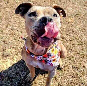 Rescue Bulldog Dogs for Adoption in Valdosta, Georgia - Barbie | PetCurious