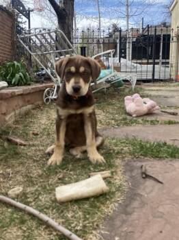 Catahoula Leopard Dog and Shepherd Dogs Available for Adoption - Roy | PetCurious