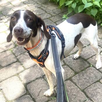 Dolly -  English Pointer Dog for Adoption in Morristown, New Jersey - Dolly | PetCurious