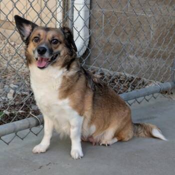 Cardigan Welsh Corgi and Border Collie Dogs Available for Adoption in Manhattan, Kansas - Bailey | PetCurious