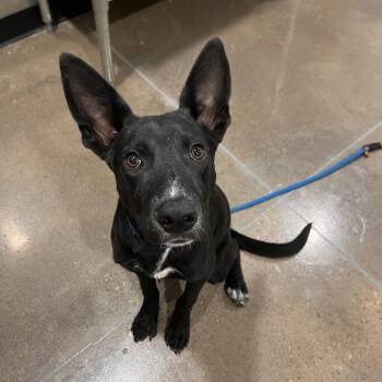 Ritter -  Shepherd and Mixed Breed Dog for Adoption in Washburn, Missouri - Ritter | PetCurious