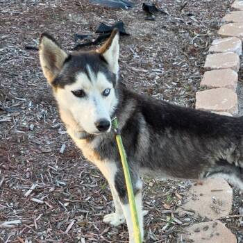 Husky Dogs Available for Adoption - Flair JuM | PetCurious