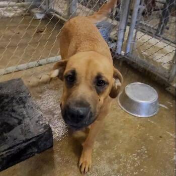 Mixed Breed Dogs Available for Adoption in Smithfield, North Carolina - Heidi | PetCurious