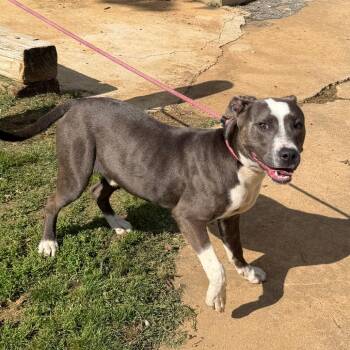 Pit Bull Terrier Dogs Available for Adoption in Denison, Texas - Billy | PetCurious
