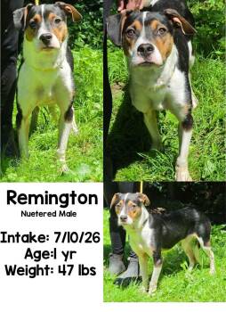 Reminington -  Hound Dog for Adoption in Staffordsville, Kentucky - Reminington | PetCurious
