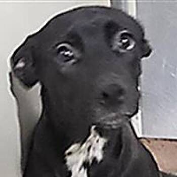 Charmy - WAITING FOR HER FOREVER HOME -  Shepherd Dog for Adoption in Thousand Oaks, California - Charmy - WAITING FOR HER FOREVER HOME | PetCurious