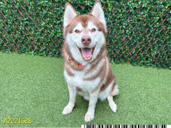 Mixed Breed Dogs Available for Adoption in West Palm Beach, Florida - AZURE | PetCurious