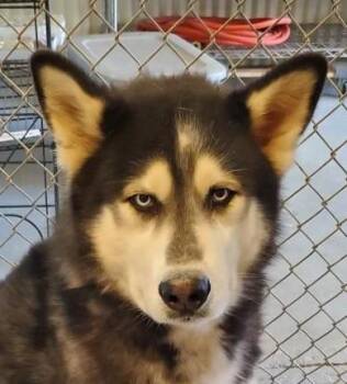 Alaskan Malamute Dogs Available for Adoption - Buddy | PetCurious