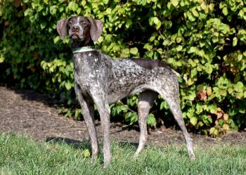 Rescue German Shorthaired Pointer Dogs for Adoption in Wood Dale, Illinois - Rosie- Foster To Adopt | PetCurious