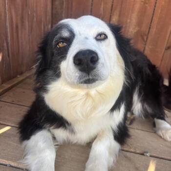 Australian Shepherd Dogs Available for Adoption in Huntsville, Alabama - Dior | PetCurious