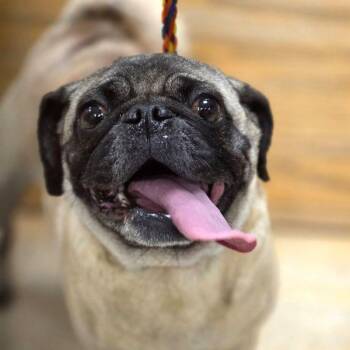 Pug Dogs Available for Adoption - Sophie | PetCurious