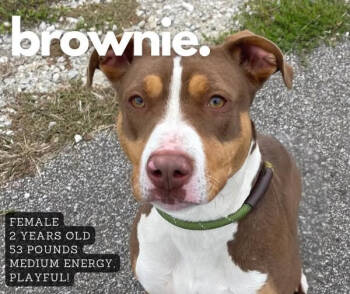 Rescue Mixed Breed Dogs for Adoption in Ashland, Kentucky - Brownie | PetCurious
